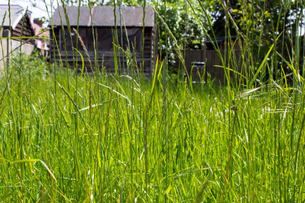 Overgrown Lawn Trimming in Pocatello