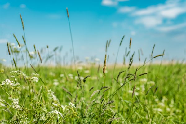 High Grass Trimming in Pocatello
